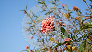 Branches of Pink bush penta flower blooming with greenery leaves foliage on blue sky, know as Panama rose and Rondeletia