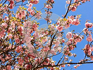 Branches of pink cherry blossoms