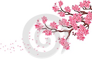 Branches with pink cherry blossoms. Sakura. The petals fly in the wind. Isolated on white background. illustration