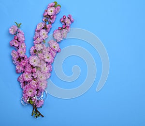 branches with pink flowers Louiseania triloba on a blue background