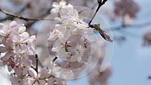 Branches of the pink Japanese Oriental cherry