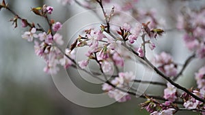 Branches of the pink Japanese Oriental cherry sakura