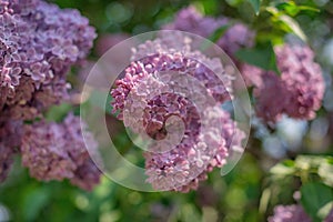 Branches of pink lilac hello spring