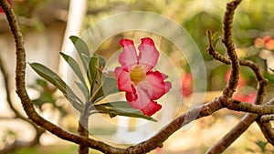 Branches of pink petals Adenium flower plant or desert rose blossom on blurry green leaf background