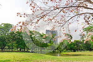 Branches of Pink Trumpet tree or Tabebuia rosea flower blossom and fall on green grass lawn backyard