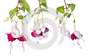 Branches pink and white fuchsia with bud isolated