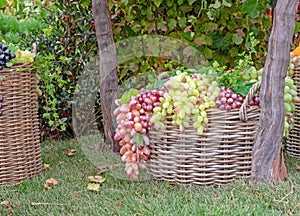 Branches of pink and white grapes in a wicker basket at a winery.