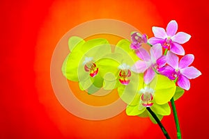 Branches of pink and yellow phalaenopsis orchids on abstract gradient backdrop