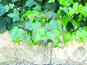 Branches of plants with green leaves on background of wall