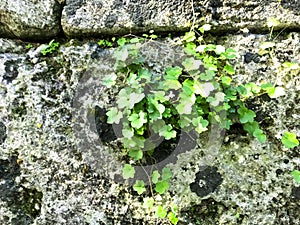 Branches of plants with green leaves on background of wall