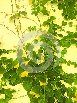 Branches of plants with green leaves on background of wall