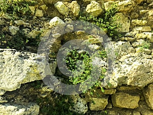 Branches of plants with green leaves on background of wall