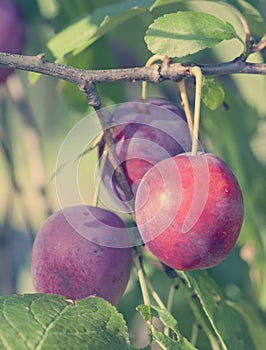 Branches of a plum tree with ripe fruits, toning