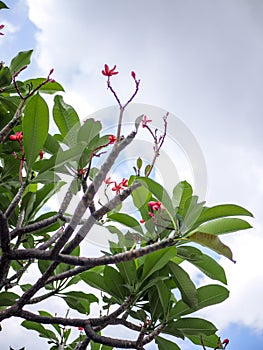 Branches of Plumeria frangipani tree on blue sky background