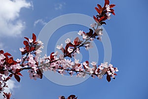 Branches of Prunus pissardii with pink flowers and red leaves against the sky