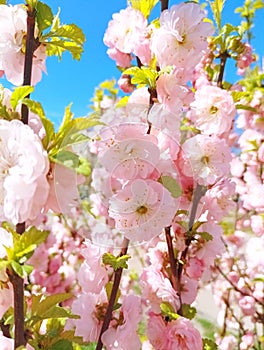 The branches of Prunus triloba are covered with pink flowers and green leaves