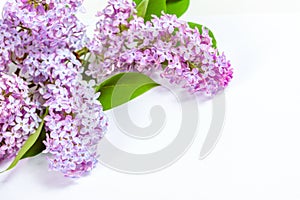 Branches of purple lilac on a white background, mockup for design