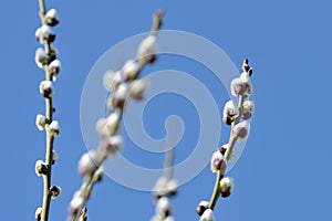 Branches of pussy-willow on background of blue sky