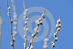 Branches of pussy-willow on background of blue sky