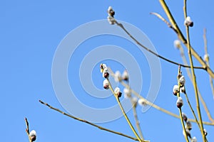 Branches of pussy-willow on background of blue sky