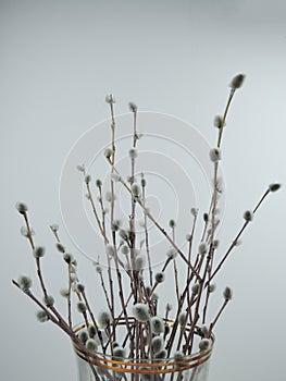 Branches of the pussy willow with flowering bud in vase with water on white background