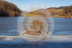 Branches of a pussy willow tree growing through the ice at the shoreline of a frozen lake, with ice floes hanging from branches