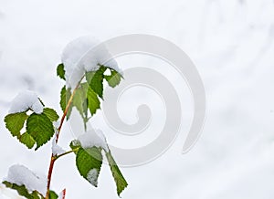 Branches of a raspberry bush under the snow, after heavy snowfall and frost