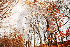 Branches of red beerch trees in autumn forest.
