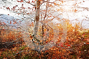 Branches of red beerch trees in autumn forest.