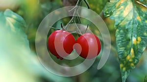 Branches of red cherry growing in a greenhouse. Close up ripe tomato with drops of water on a garden farm. Organic harvest,