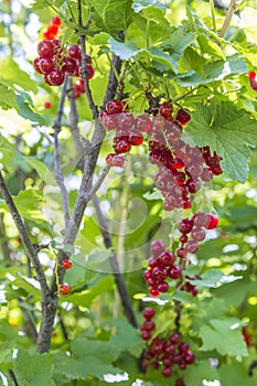 Branches of red currant lat.RÃ­bes rÃºbrum.