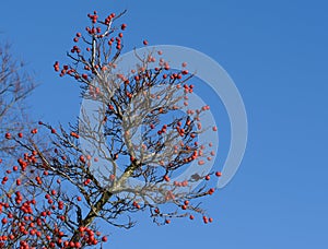 Branches with red fruits of the hybrid cockspurthorn or Lavalle photo