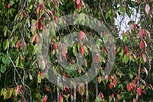 Branches with red and green leaves as curtain