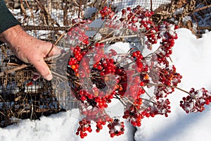 Branches a red guelder-rose in a hand