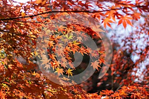 Branches of red leaves of maple trees in autumn season in a Japanese garden, selective focus on blurry  background