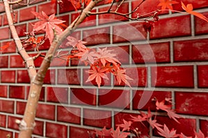 Branches of red leaves of maple trees in autumn season in a Japanese garden, selective focus on red brick wall  background