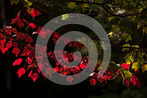 Branches of red maple   on the dark background.