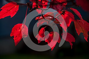 Branches of red maple   on the dark background.