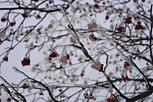 Branches with red rowan berries covered by hoarfrost in winter