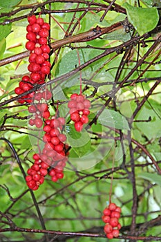 Branches of red schisandra. Bunches of ripe schizandra