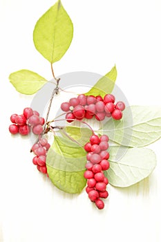 Branches of red schisandra. Clusters of ripe schizandra on white background photo