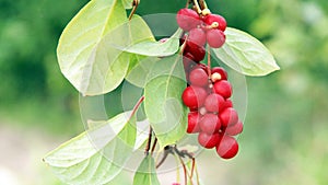 Branches of red schisandra. Schizandra chinensis plant with fruits on branch photo