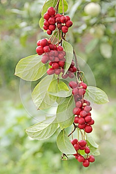 Branches of red schisandra. Schizandra chinensis plant with fruits on branch photo