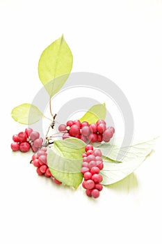 Branches of red schisandra. Clusters of ripe schizandra on white background