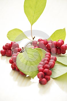 Branches of red schisandra. Clusters of ripe schizandra on white background