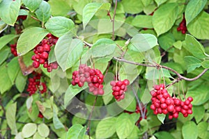 Branches of red schisandra hanging in row. Bunches of ripe schizandra
