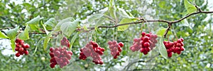 Branches of red schisandra. Ripe schizandra on liana in garden