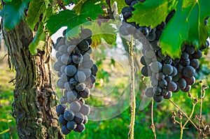 Branches of red wine grapes growing in Italian fields. Close up view of fresh red wine grape in Italy. Vineyard view with big red