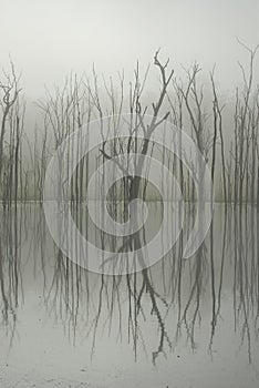 Dead Trees reflecting on a Lake