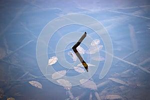 Branches reflected off a pond during summer